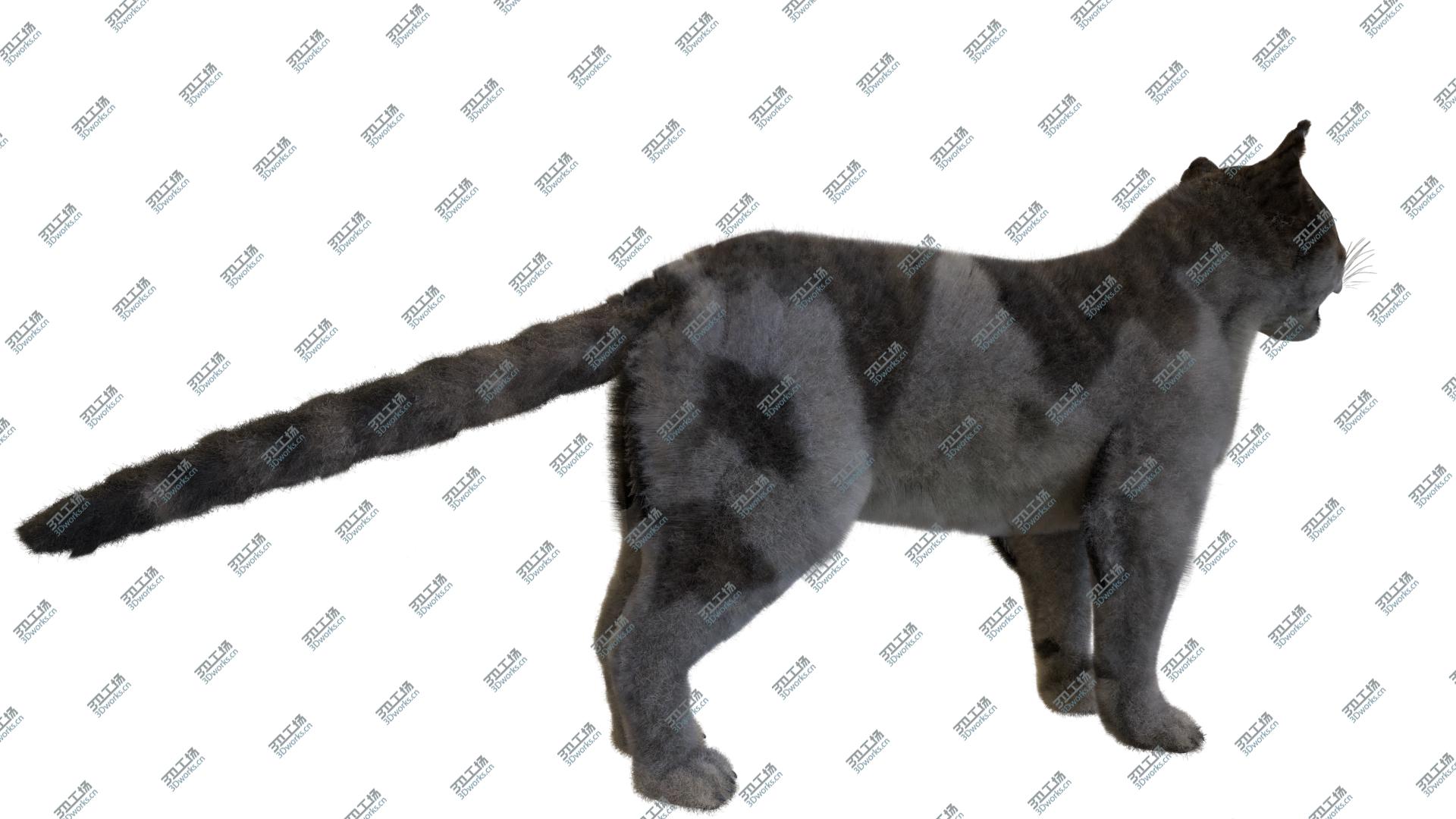 images/goods_img/202104093/Cat European Shorthair 3D model 3D model/5.jpg